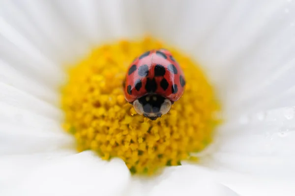 Marienkäfer auf weißer Blume — Stockfoto