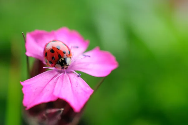 Ladybug on pink flower — Stock Photo, Image