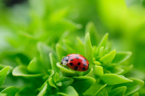 Ladybug on green garden — Stock Photo, Image