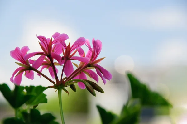 Roze geranium — Stockfoto