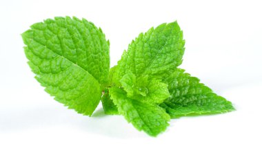 Taze yeşil nane