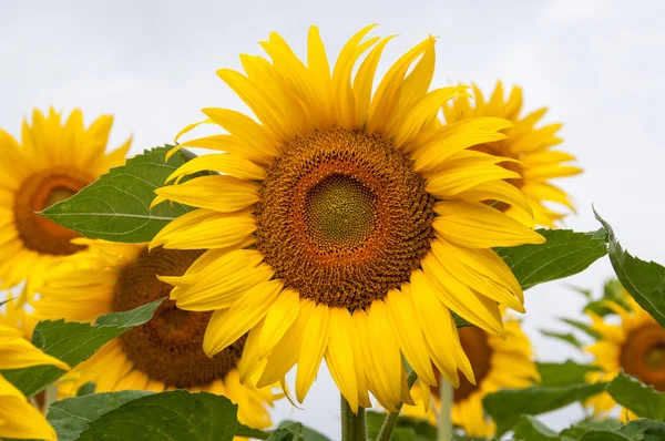 stock image Beautiful sunflowers