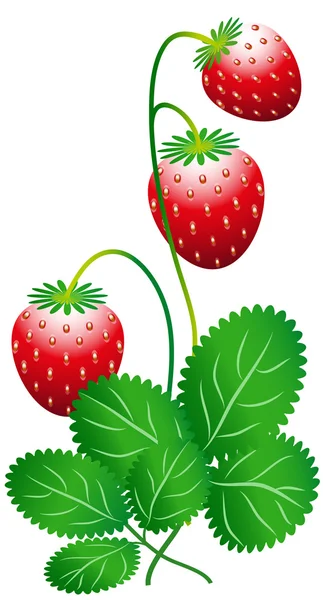 stock vector Strawberry isolated on white