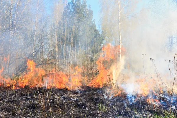 Лісова і трав'яна пожежа Стокова Картинка