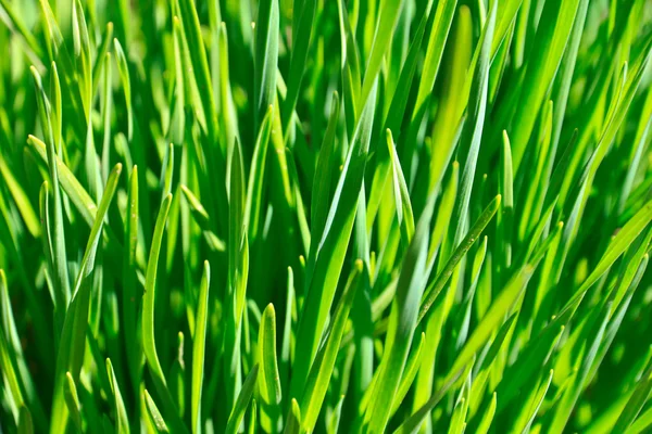Зелена трава Стокове Фото