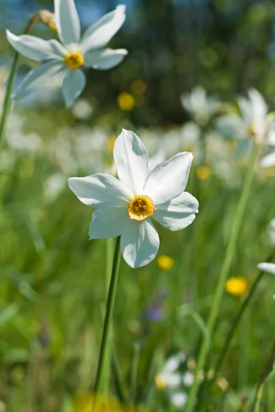 stock image Narcissus