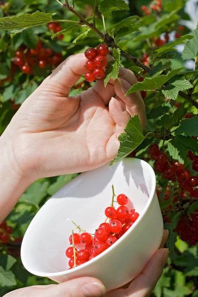 女人的手挑一束红浆果 — 图库照片