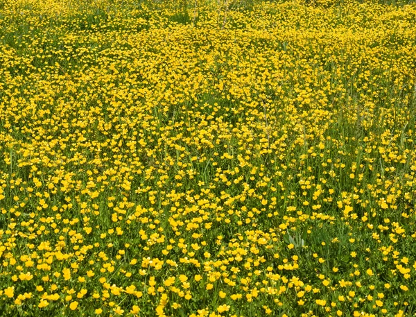 stock image Field of yellow flowers