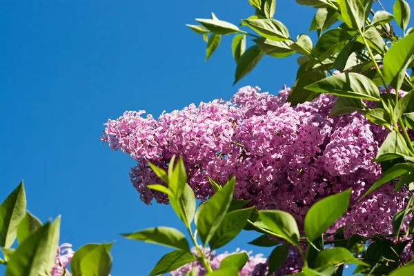 stock image Lilac against blue sky