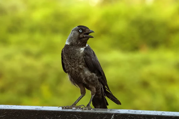 stock image Сroaking Bird