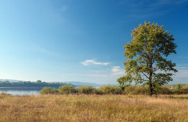 Árbol solitario en la orilla del río. Agosto . —  Fotos de Stock