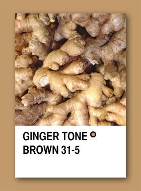 GINGER TONE BROWN. Color sample design clipart