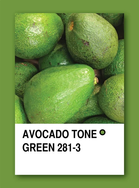 AVOCADO TONE GREEN. Color sample design — Stock Photo, Image