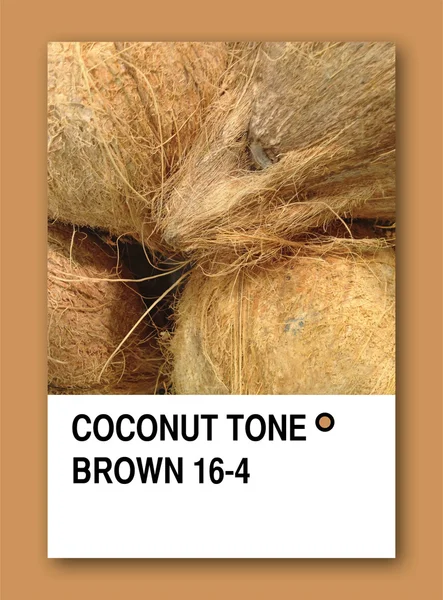 Un ton de noix de coco. Modèle d'échantillon de couleur — Photo