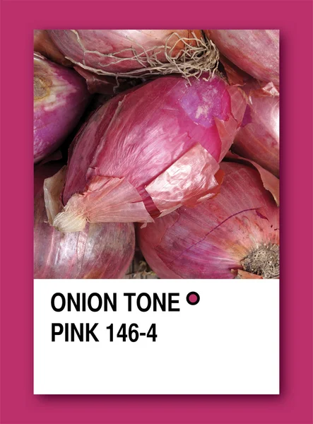 Cibule tón růžové. Barva vzorku design — Stock fotografie