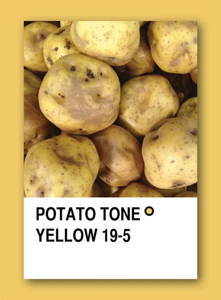 Żółty ton ziemniaków. próbki kolorystyki — Zdjęcie stockowe