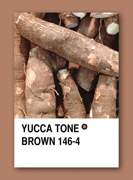 "YUCCA TONE BROWN". Projeto da amostra de cor — Fotografia de Stock