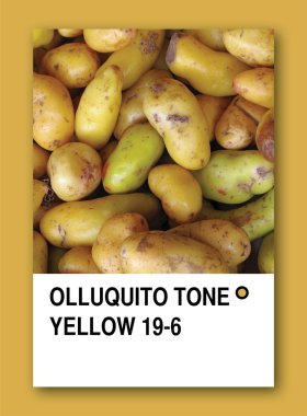 OLLUQUITO TONE YELLOW. Color sample design clipart