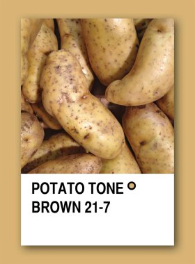 POTATO TONE BROWN. Color sample design clipart