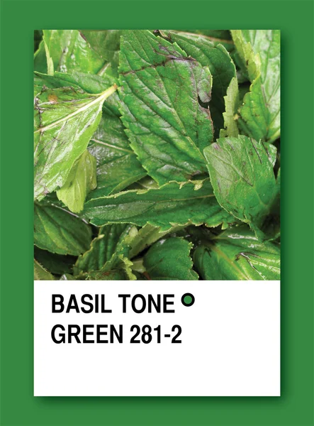 BASIL TONE GREEN. Diseño de muestra de color —  Fotos de Stock