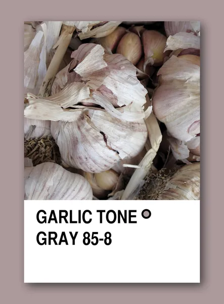 GARLIC TONE GRAY. Color sample design — Stock Photo, Image