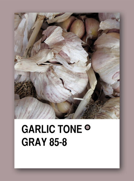 GARLIC TONE GRAY. Color sample design