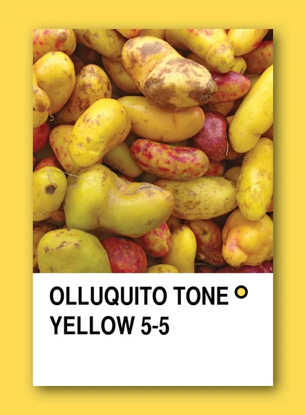 Olluquito ton gul. färg provet design — Stockfoto