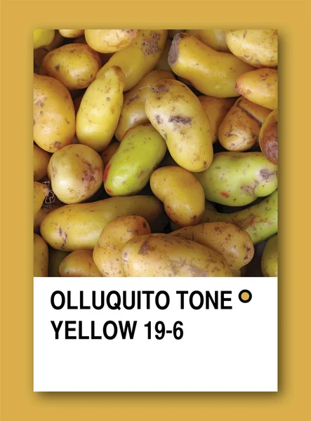 Olluquito ton gul. färg provet design — Stockfoto
