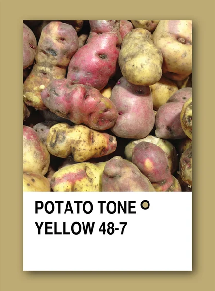 Żółty ton ziemniaków. próbki kolorystyki — Zdjęcie stockowe