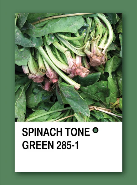 SPINACH TONE GREEN. Color sample design — Stock Photo, Image
