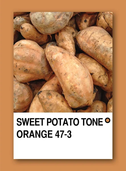 Pomarańczowy ton słodkich ziemniaków. próbki kolorystyki — Zdjęcie stockowe