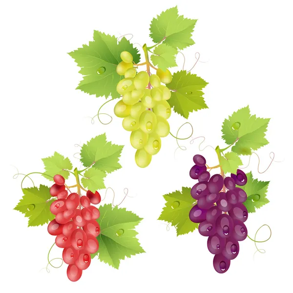 Drie cluster van druiven — Stockvector