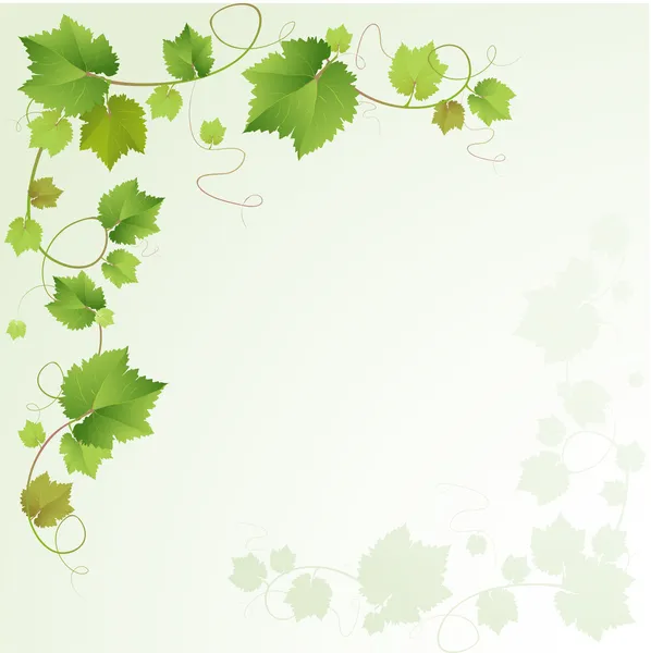 Grapes vine background — Stock Vector