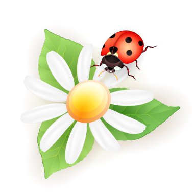 daisy ile Lady bug