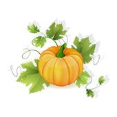 Fresh whole pumpkin - Free Stock Image