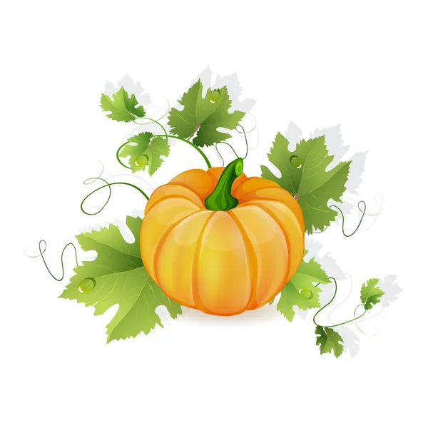 Légume citrouille orange aux feuilles vertes — Image vectorielle