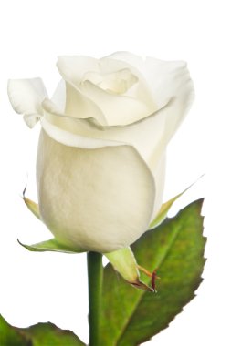 White rose isolated clipart