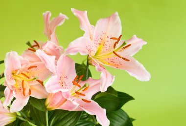 Lily flowers on green clipart