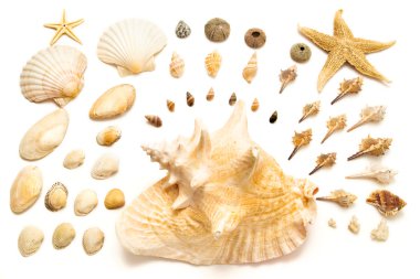 Shells arrangement clipart