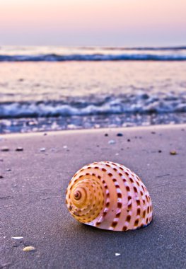 Shell on beach clipart