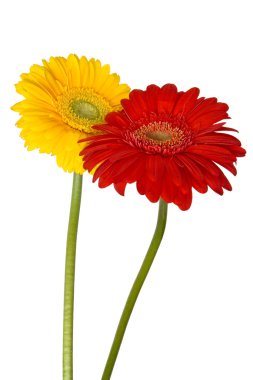 iki gerbera