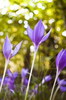 Colchicum autumnale flowers clipart