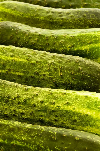 Komkommers achtergrond — Stockfoto