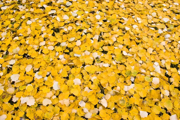 Őszi levelek ágy — Stock Fotó