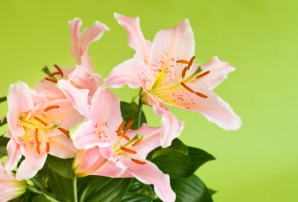 Lily blommor på grön — Stockfoto