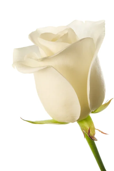 Pączek róży białej — Zdjęcie stockowe