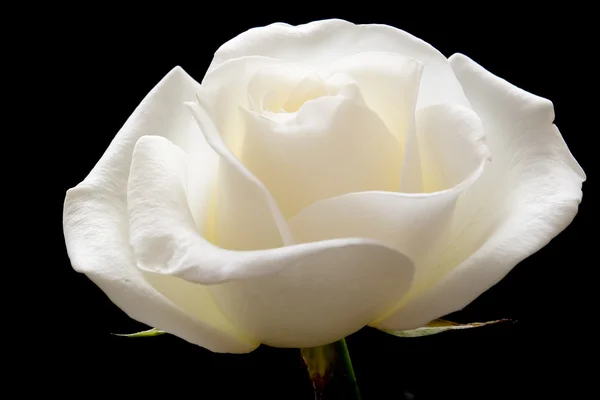 Цветущая роза на черном — стоковое фото