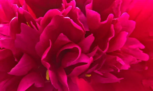Flor de Paeonia —  Fotos de Stock