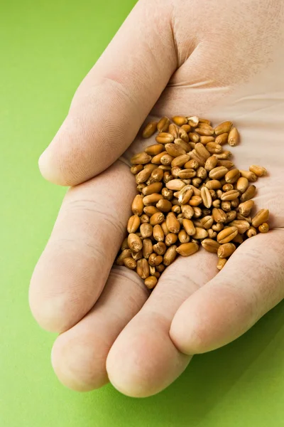 Scientist holding plant seeds — Stock Photo, Image