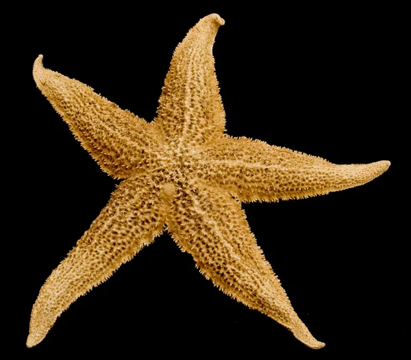 Морская звезда на черном — стоковое фото